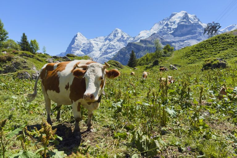 SWISS ALPS HIKE: North Face Trail (8K 3D VR180)